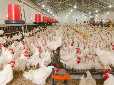 Chicken Products