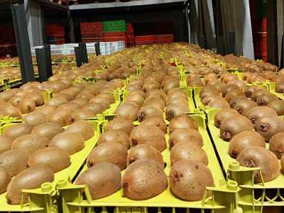 Kiwi Fruits